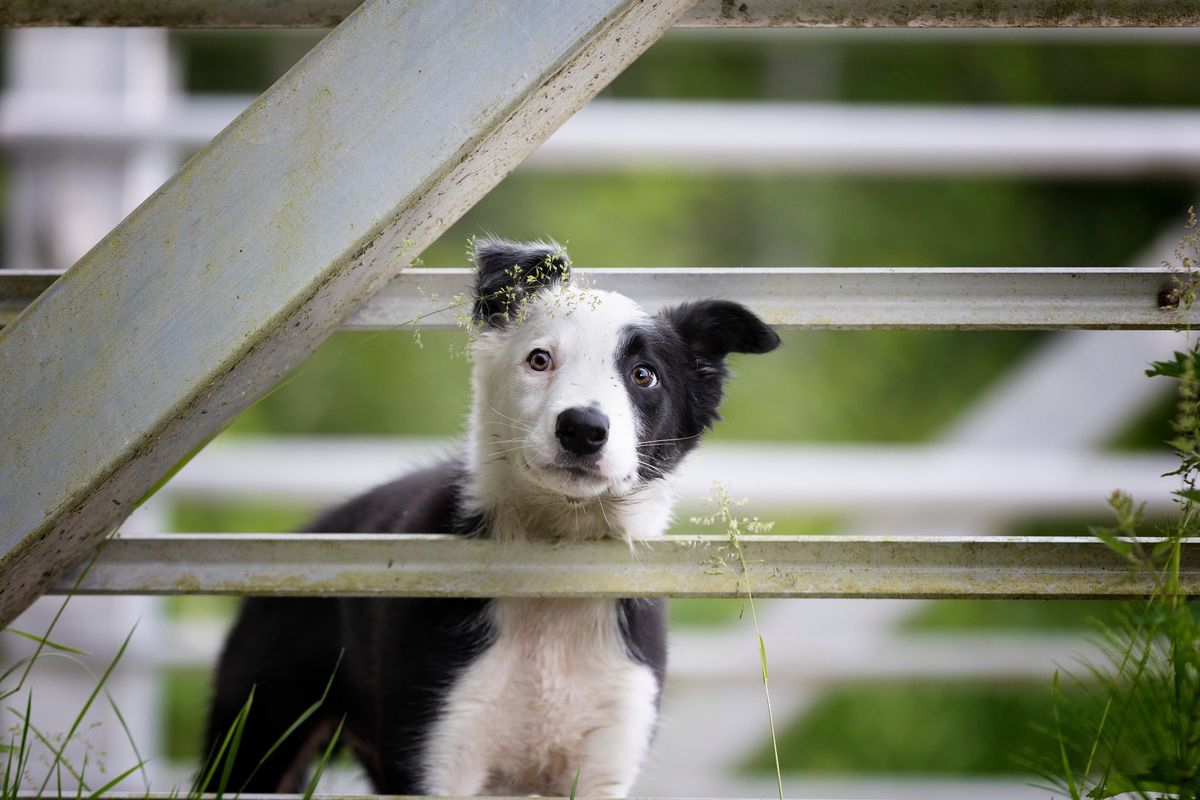 Zen Puppy Kindergarten Course