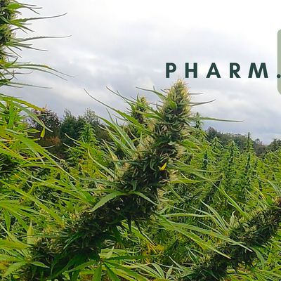 Pharm.NYC