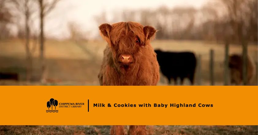 Milk & Cookies with Baby Highland Cows