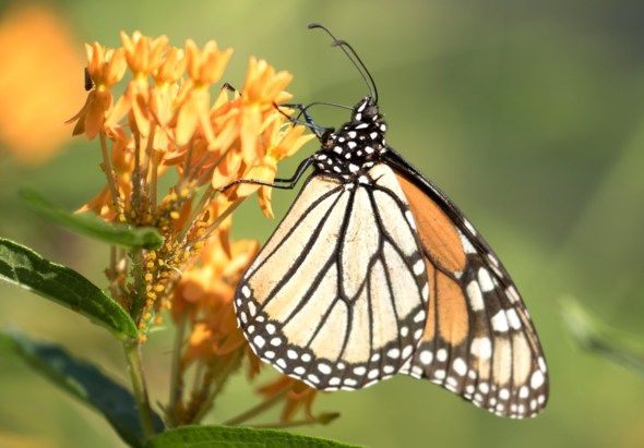 Monarchs and More