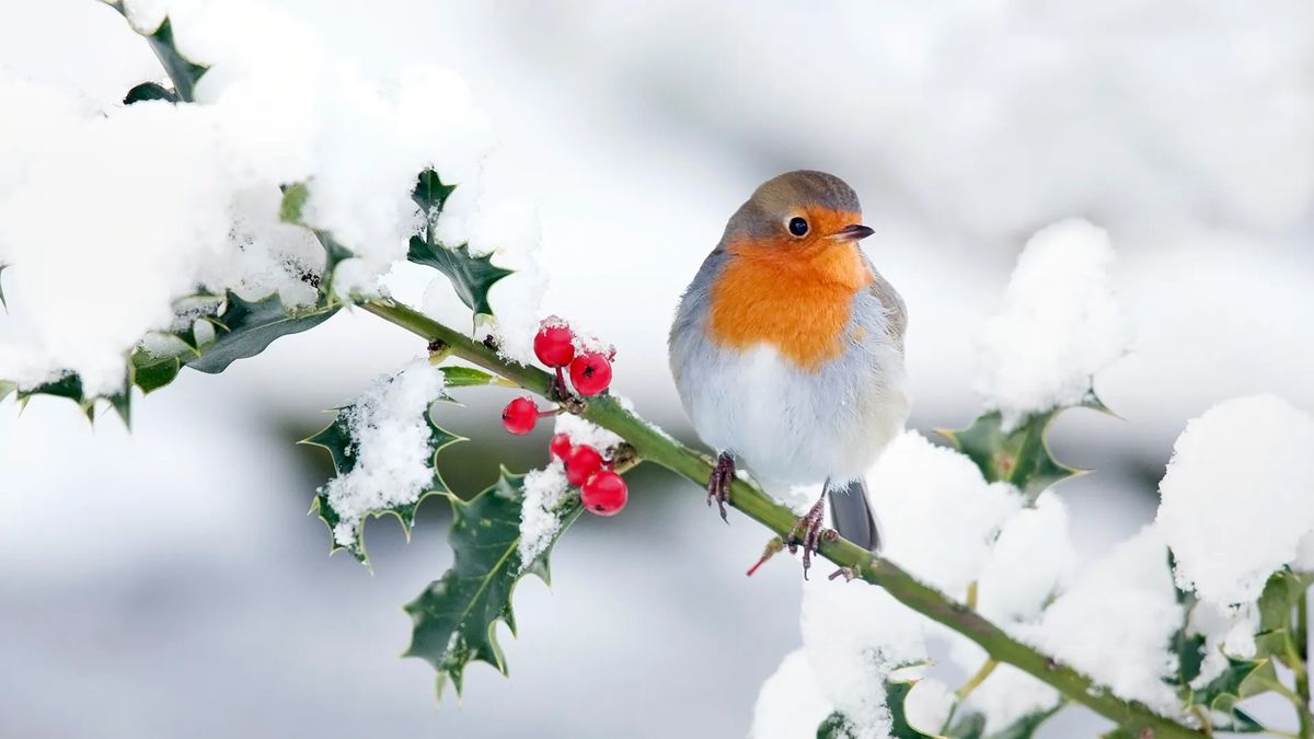 Winter Bird Identification at Halyburton!