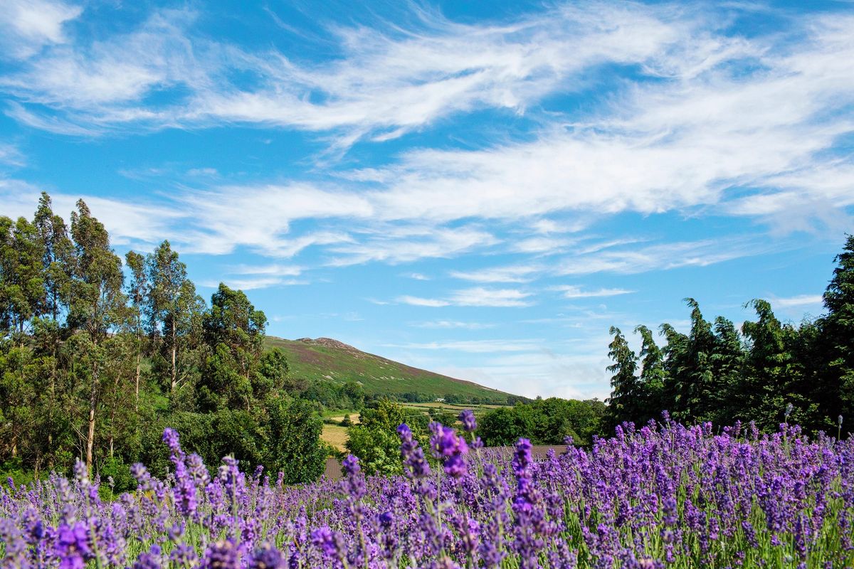 Lavender Harvest Sale 2024