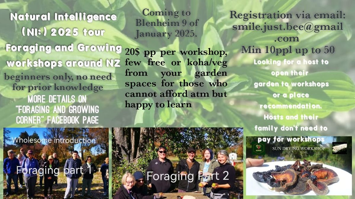 Foraging Workshops in Kaikourao n the 8th and Picton on the 10th of January, registration essential