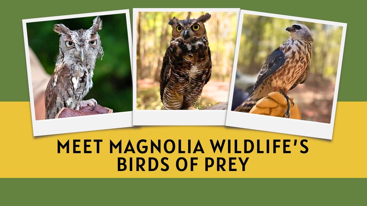 Meet Magnolia Wildlife's Birds of Prey