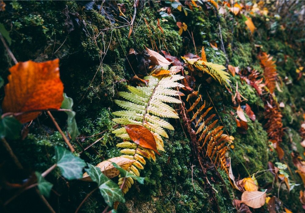 Early Spring Beauty - Ephemeral Flowers, Mosses and Ferns