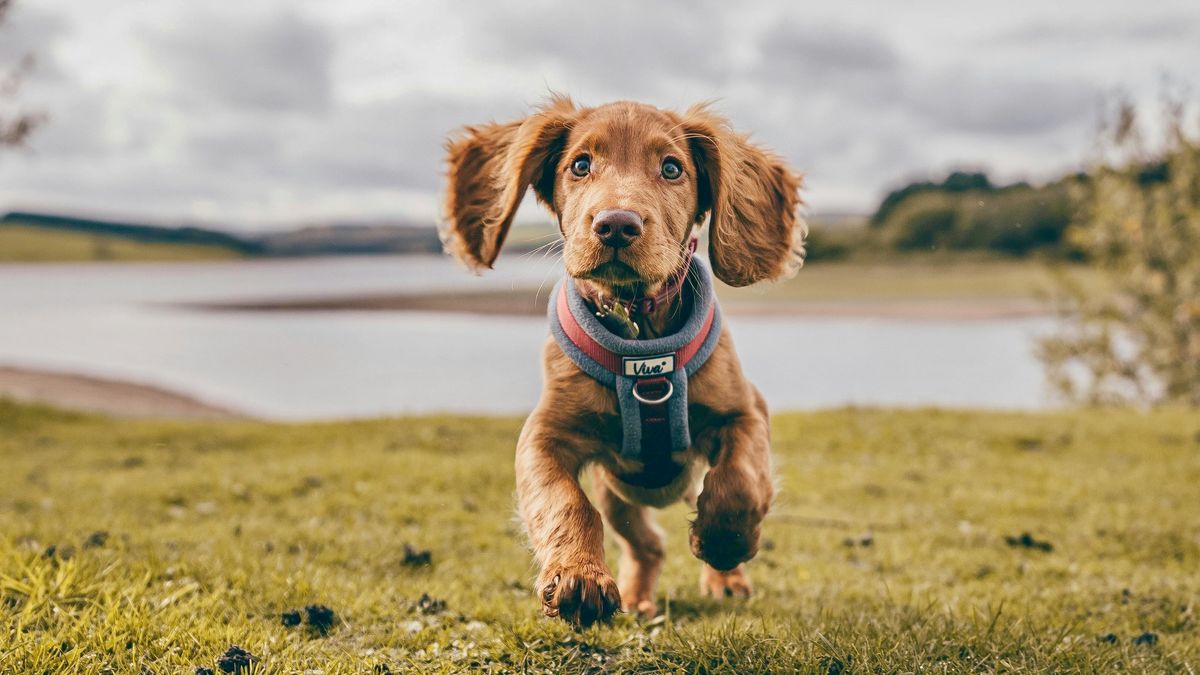 Pre-Teens Classes for Young Dogs - start November 9th! 