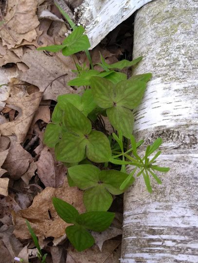 Spring Ephemeral Field Biology, with Vicki Ramsay