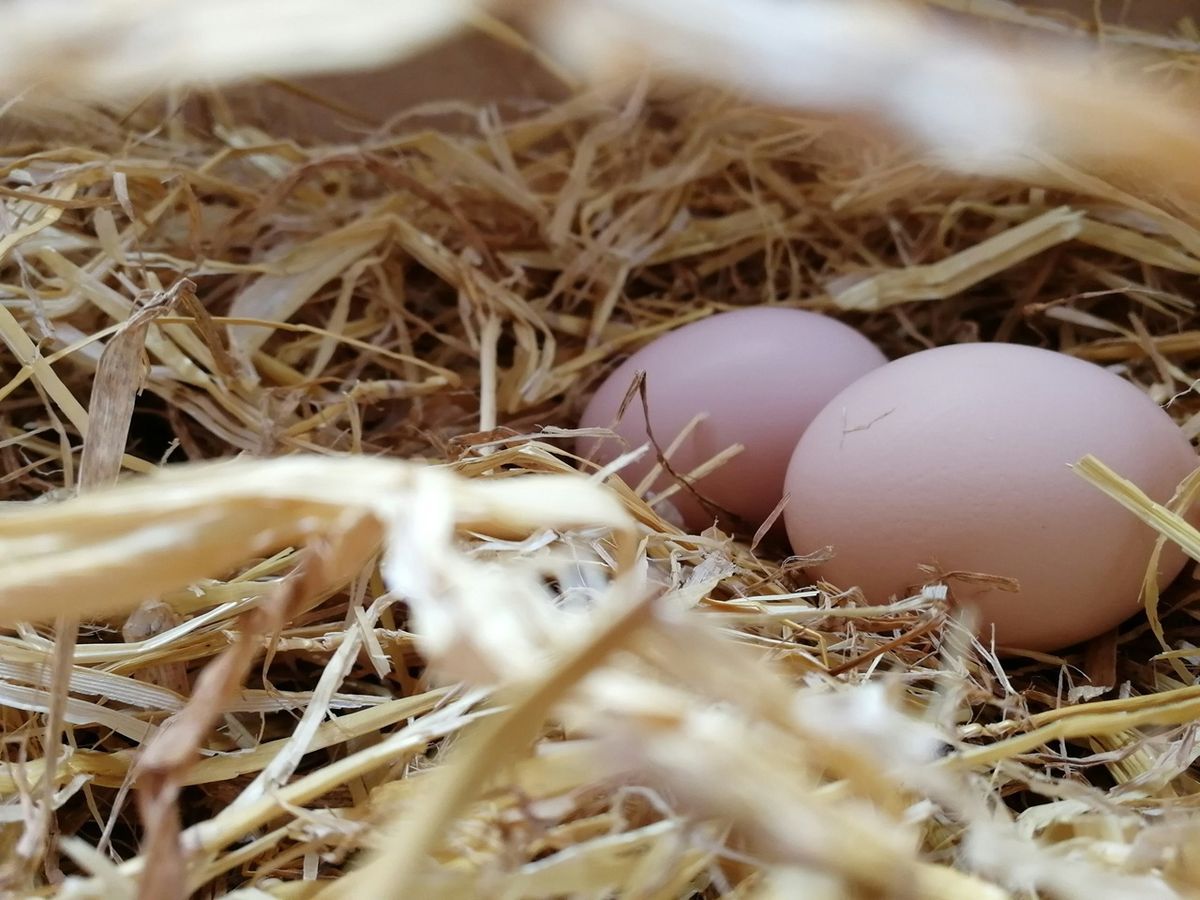 Raising Happy, Healthy Hens with Julian Samson