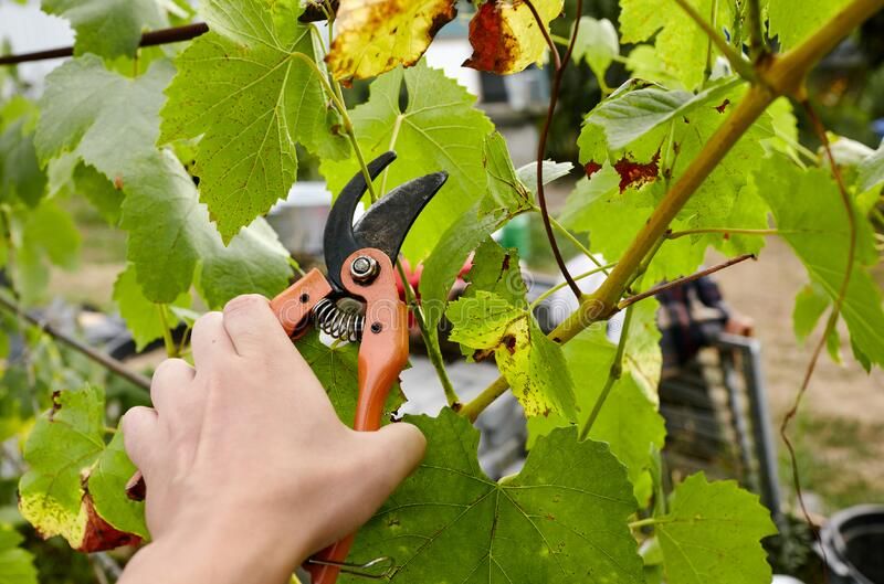 Introduction to Grapevine Pruning