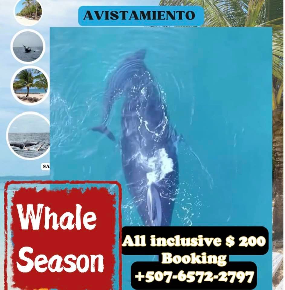 Whale exhibition Tours & Fun