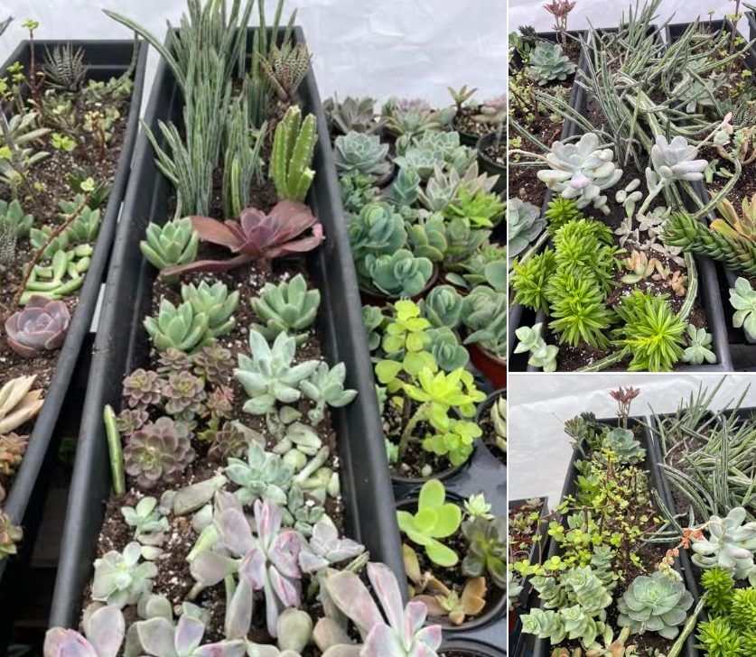 Free Class on Succulents