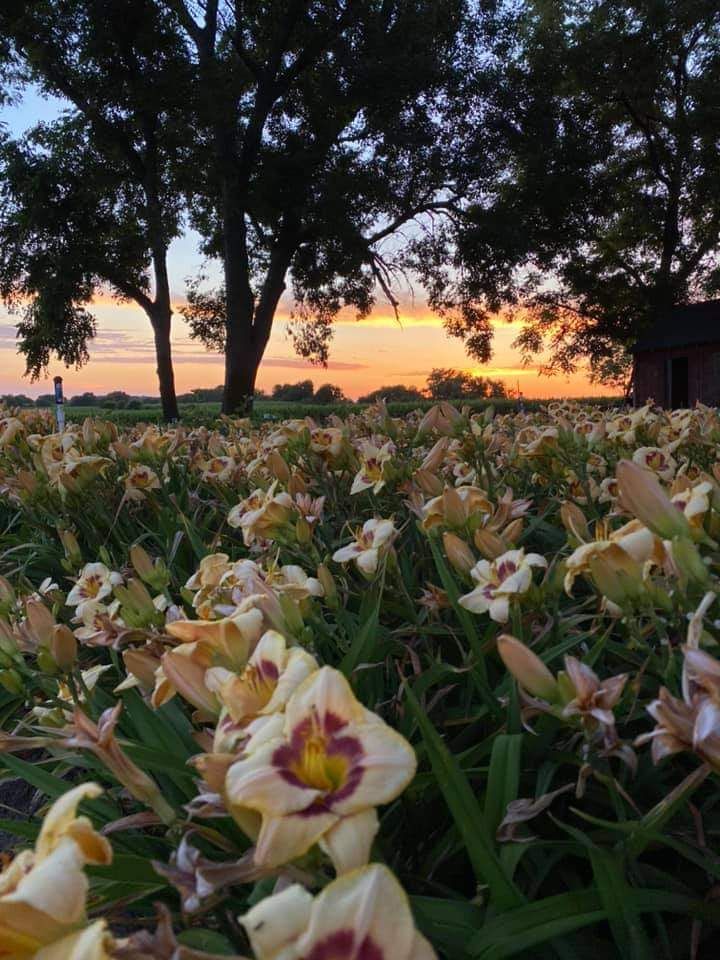 Late Evening Lilies