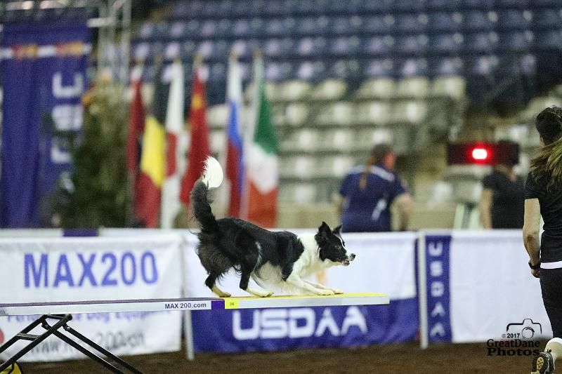 USDAA Agility Trial!