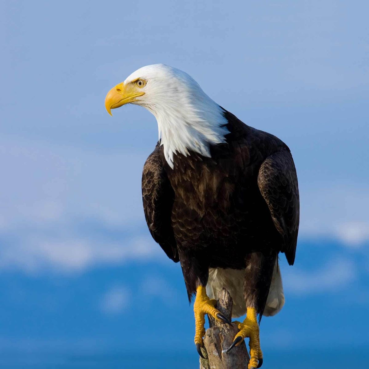 Return to the Sky: How One Woman Helped Restore the Bald Eagle