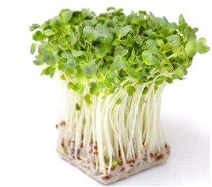 How to Grow Microgreen 