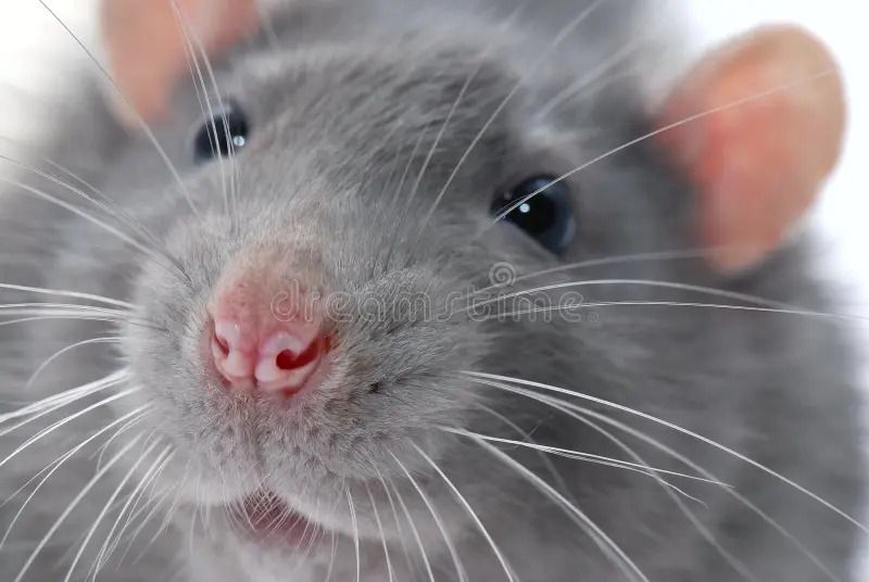 ABI - 3rd Annual Get Them RATS Urban Rat Race Trial