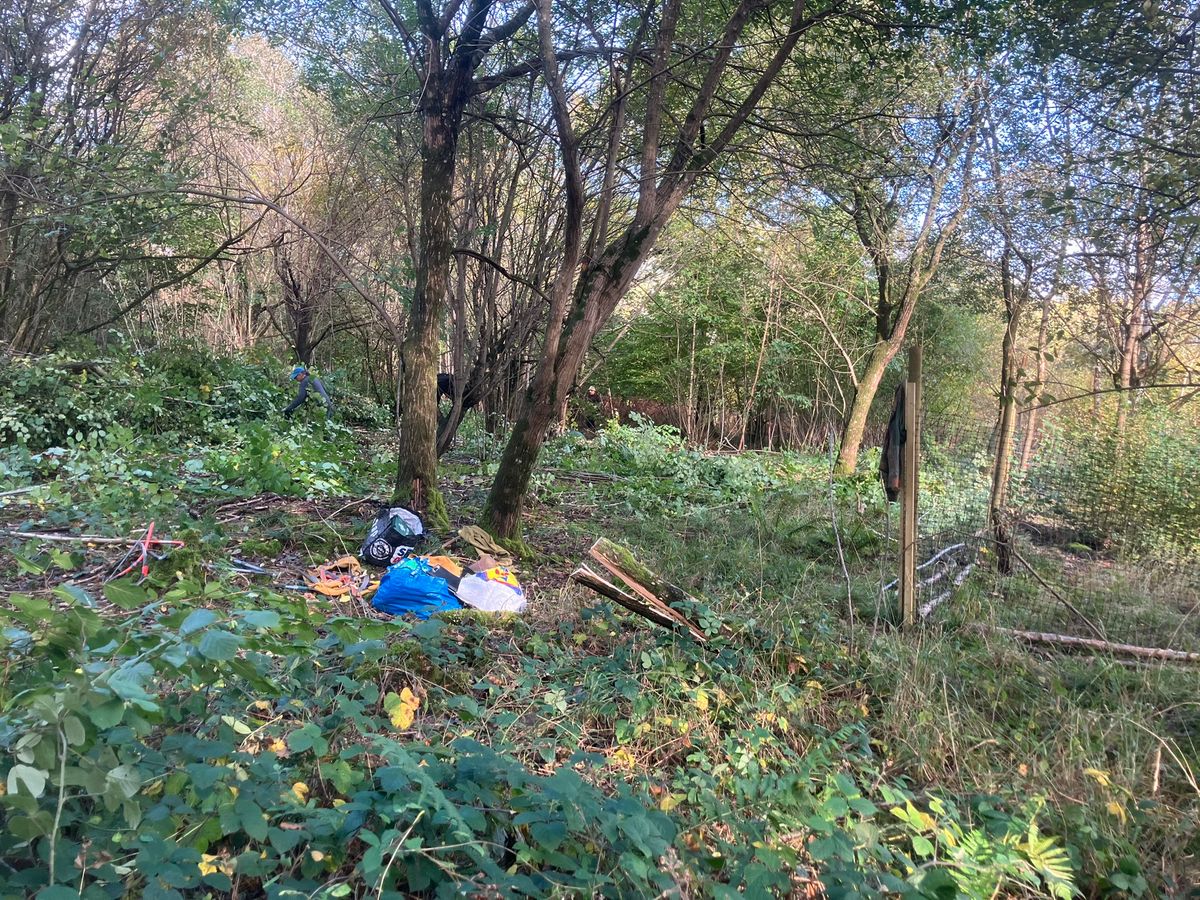 Blackmoor Copse - Coppicing 