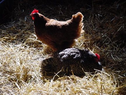 Winter Care of Backyard Poultry