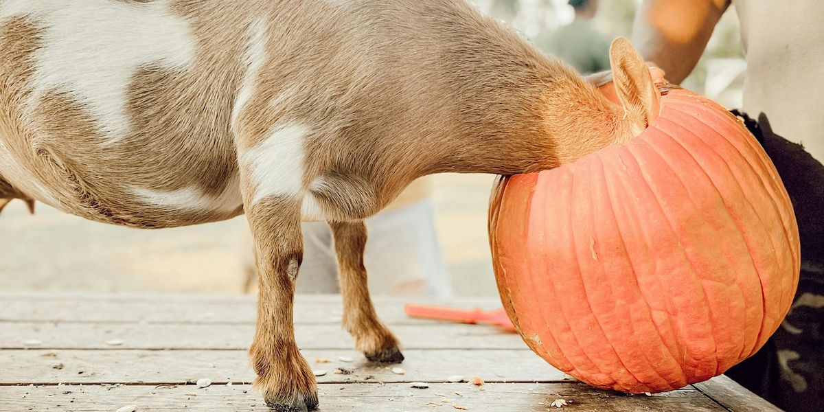 Pumpkin Carving with Goats!!