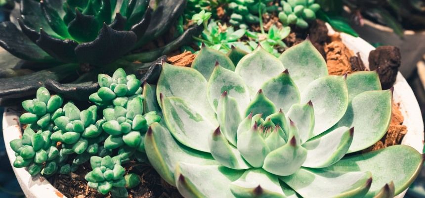 Succulent Desert Dish Garden Workshop - Newcastle City Library - Low Waste Living