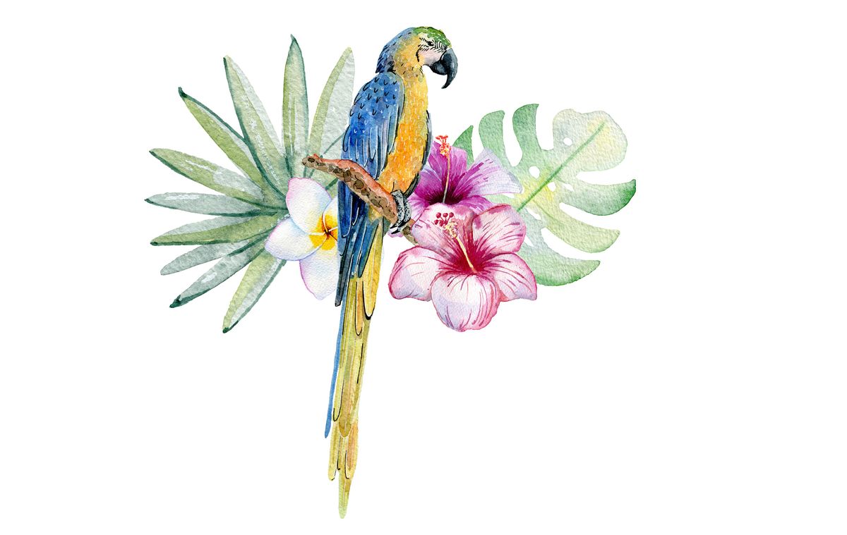 Perfect Parrot - Paddington Tavern (Feb 15 6.30pm)