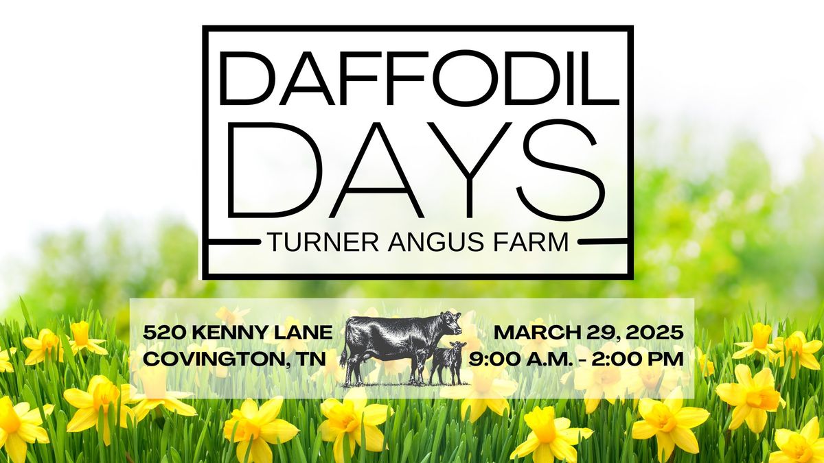 Daffodil Days at Turner Angus Farm