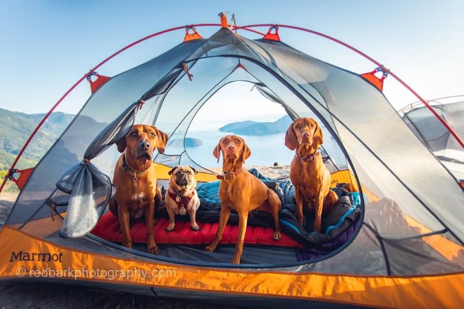 Canine Camping Prep