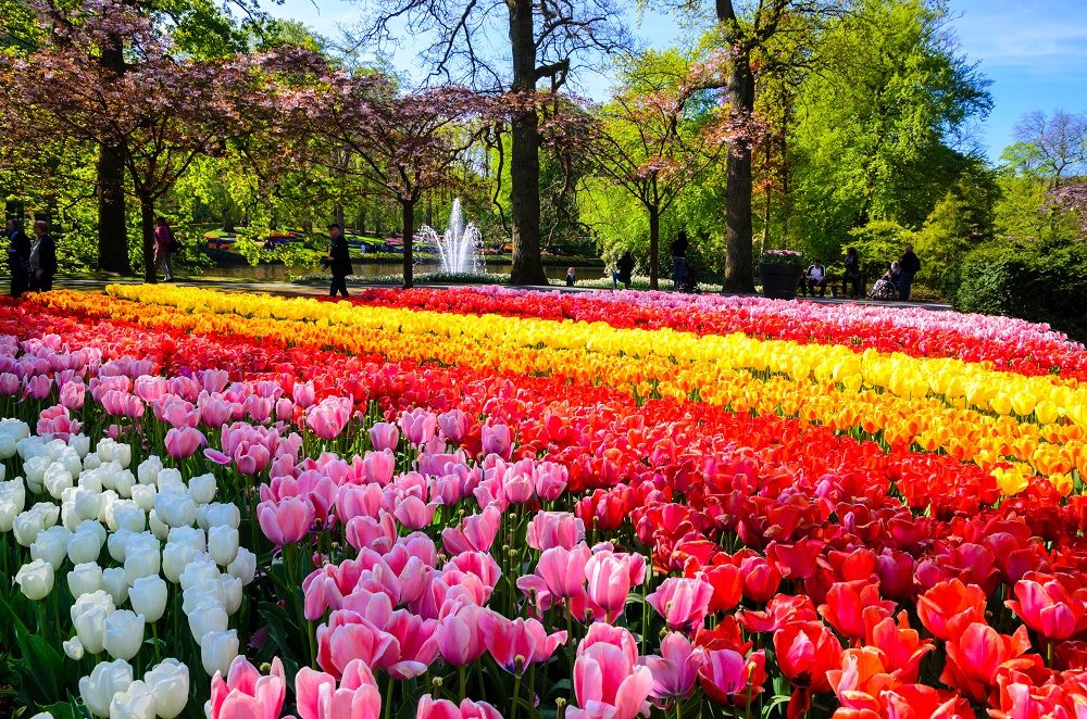 Departure K-Town: Amsterdam & the Keukenhof Gardens (incl. City Canal Cruise)