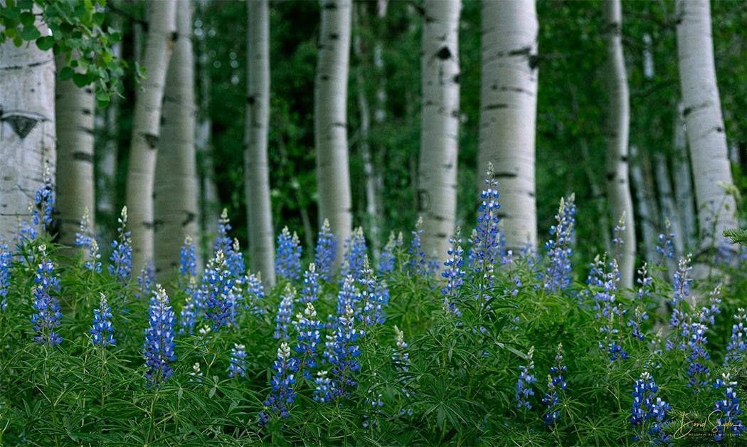 Crested Butte Wildflower Festival 