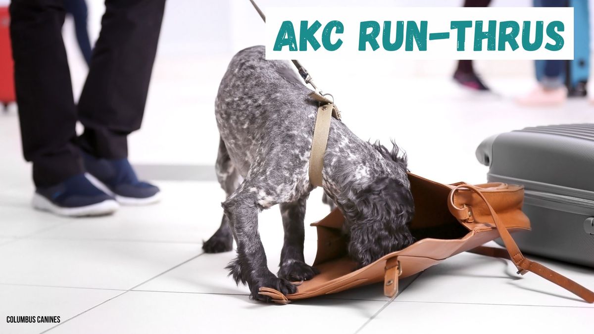 AKC Scent Work Run-Thrus