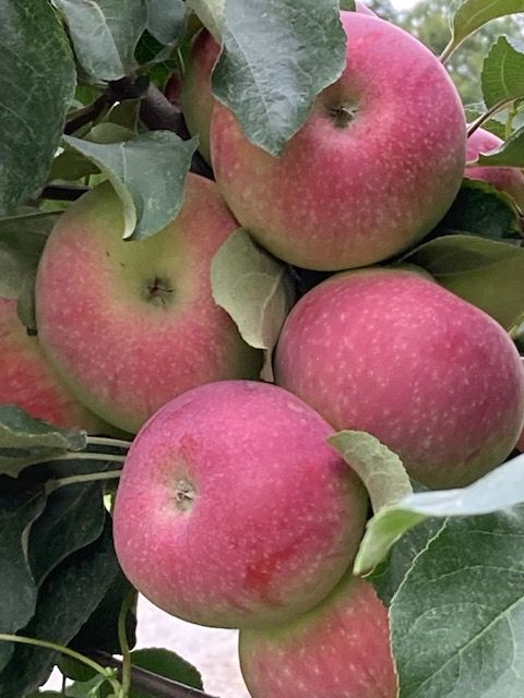 Apple Picking at Kosinski Farms