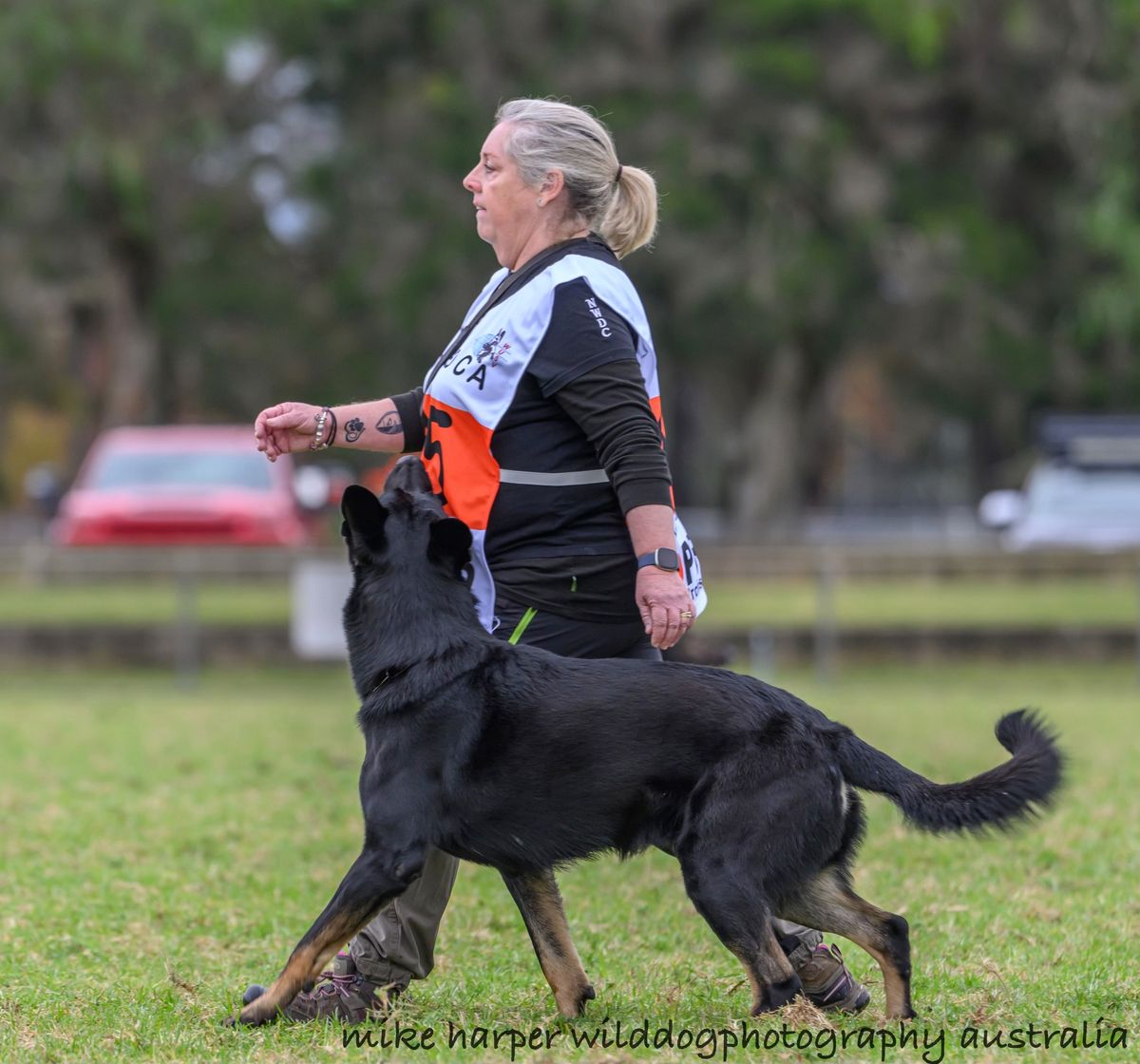 IGP Club Trial | Norwest Dogsport Club