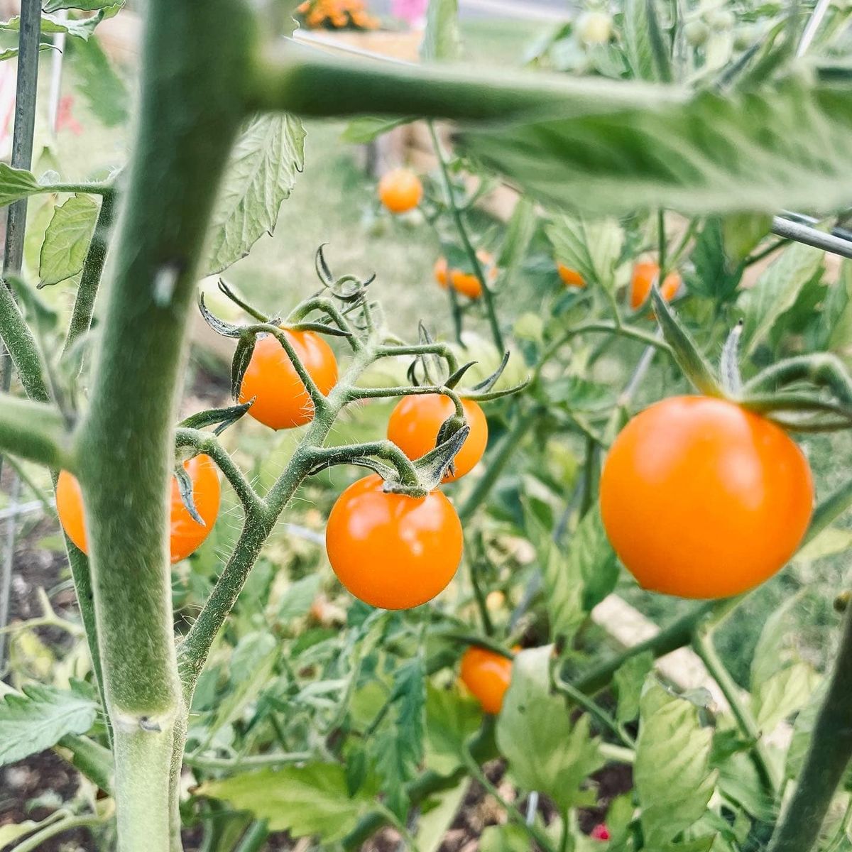 Community Potluck and Ask The Master Gardeners