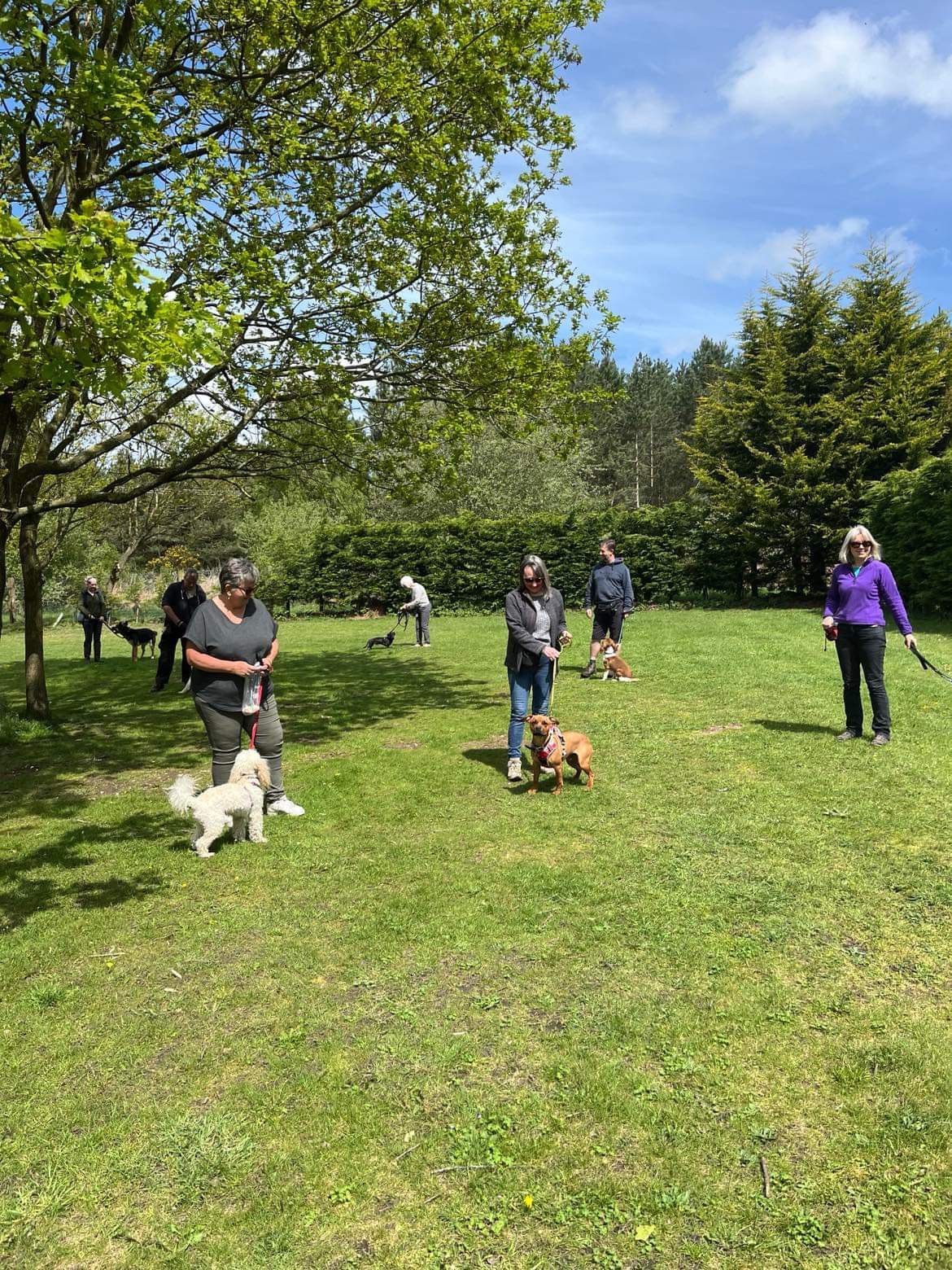 Social walk for dogs to learn meeting and greeting behaviour 