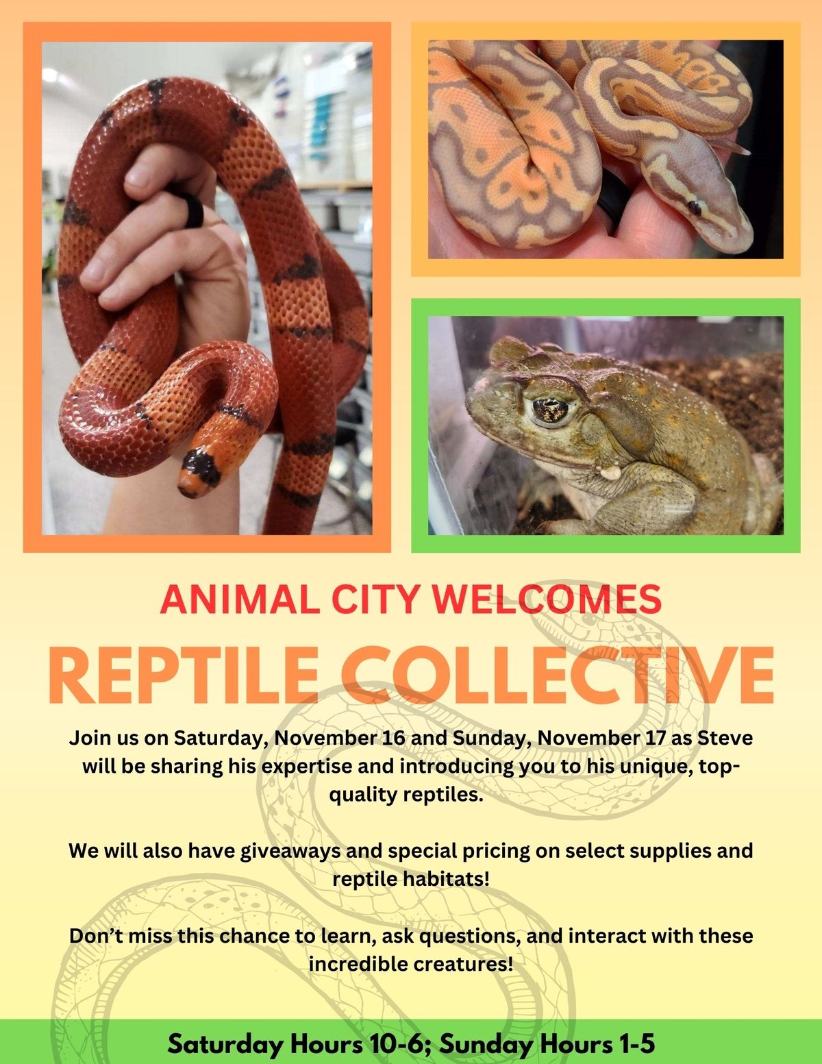 Reptile Show - Animal City hosts Reptile Collective 