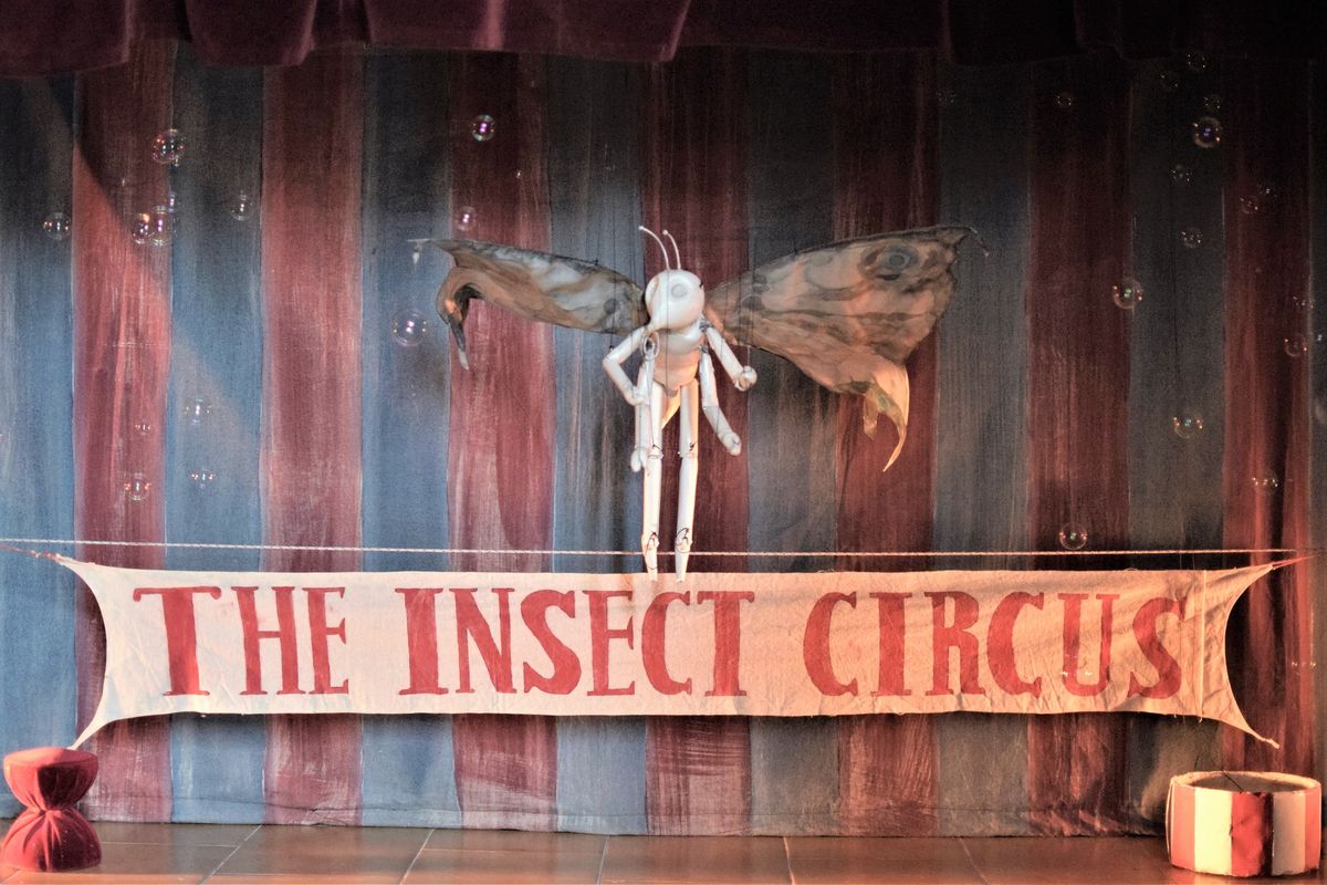 The Insect Circus