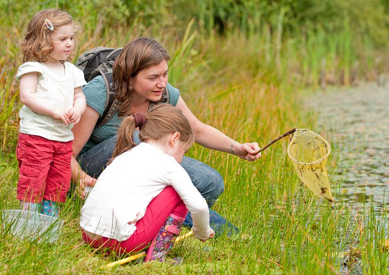 Pond dipping - FREE family event