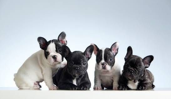 French Bulldog Lover \ud83c\uddfa\ud83c\uddf8