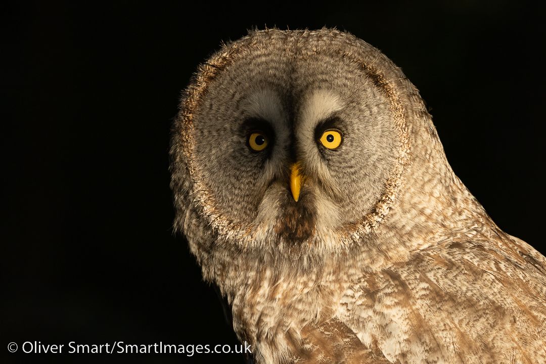 Hawk Conservancy Trust Photographic Workshops