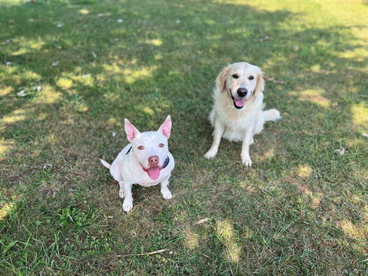 Polite Pooch dog training class in Canton (December 2024)