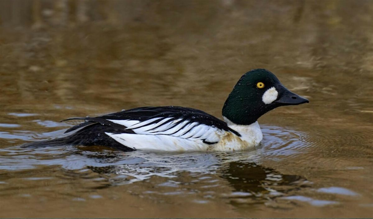 Whatcom Falls Park Birding