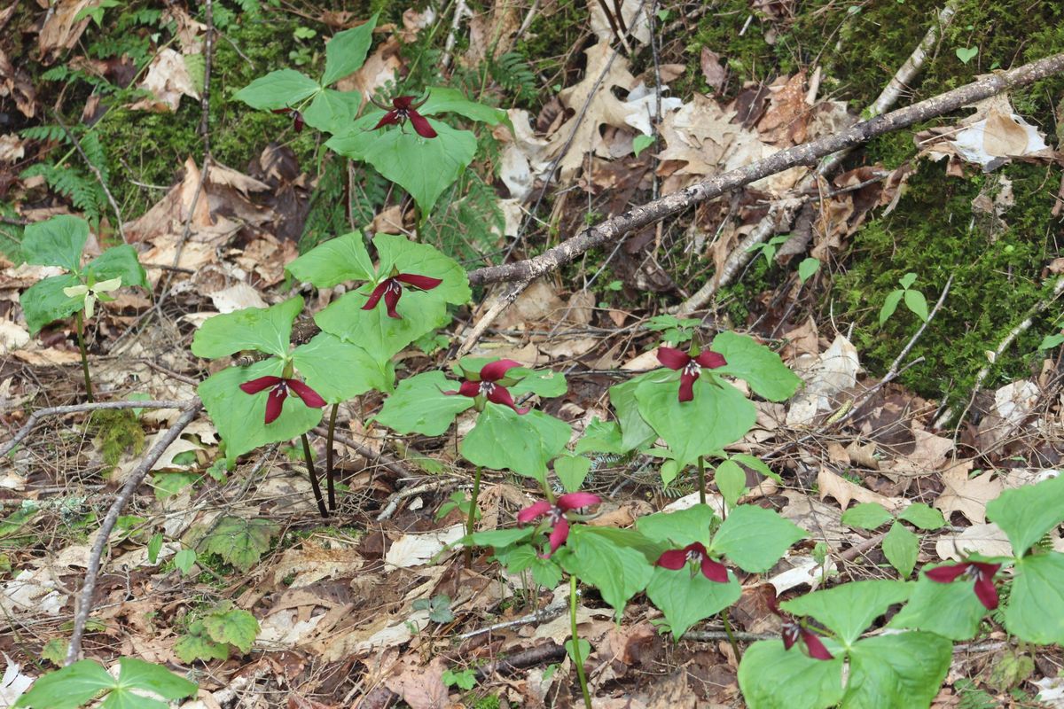 Bloom into Spring Workshop and BioBlitz