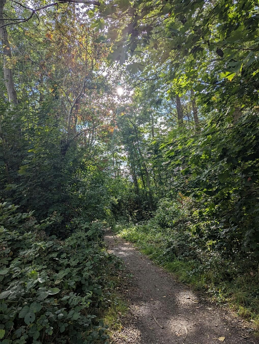 Forest Therapy Workshop