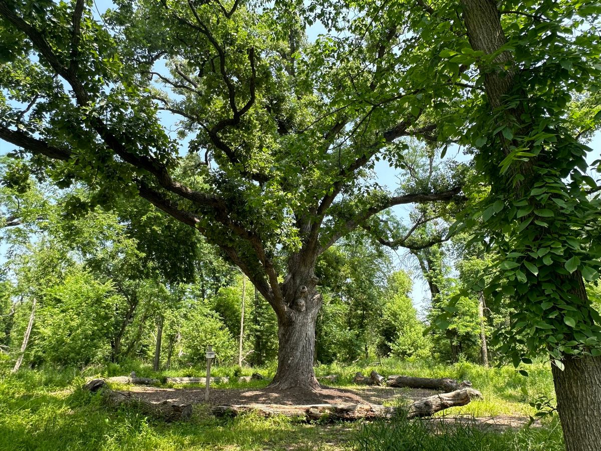 Discovering the Spiritual Wisdom of Trees Retreat at Prairiewoods (in person)