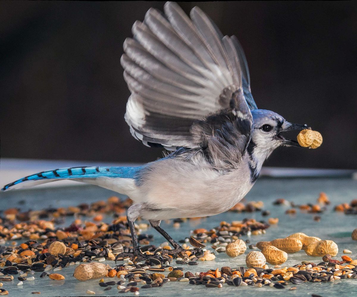 Make your own Birdfeeder