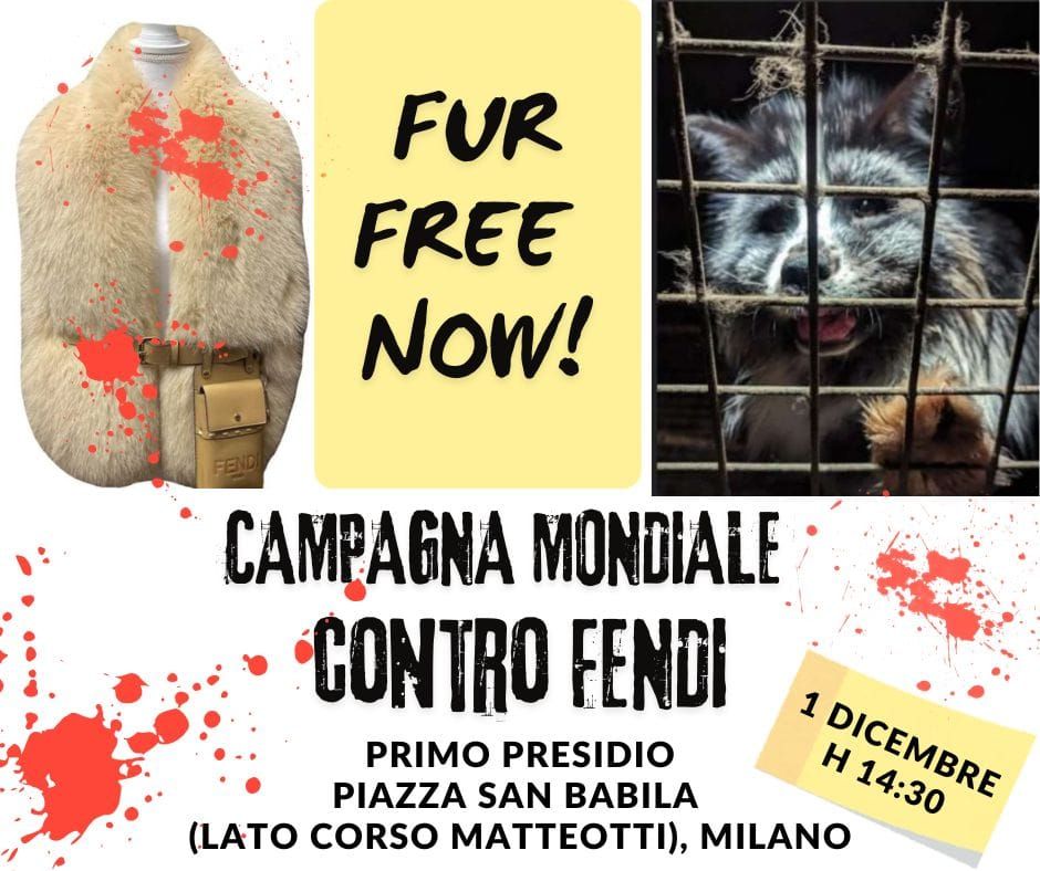 Campagna mondiale contro Fendi-Milano, primo presidio, piazza San Babila, domenica 1 dicembre