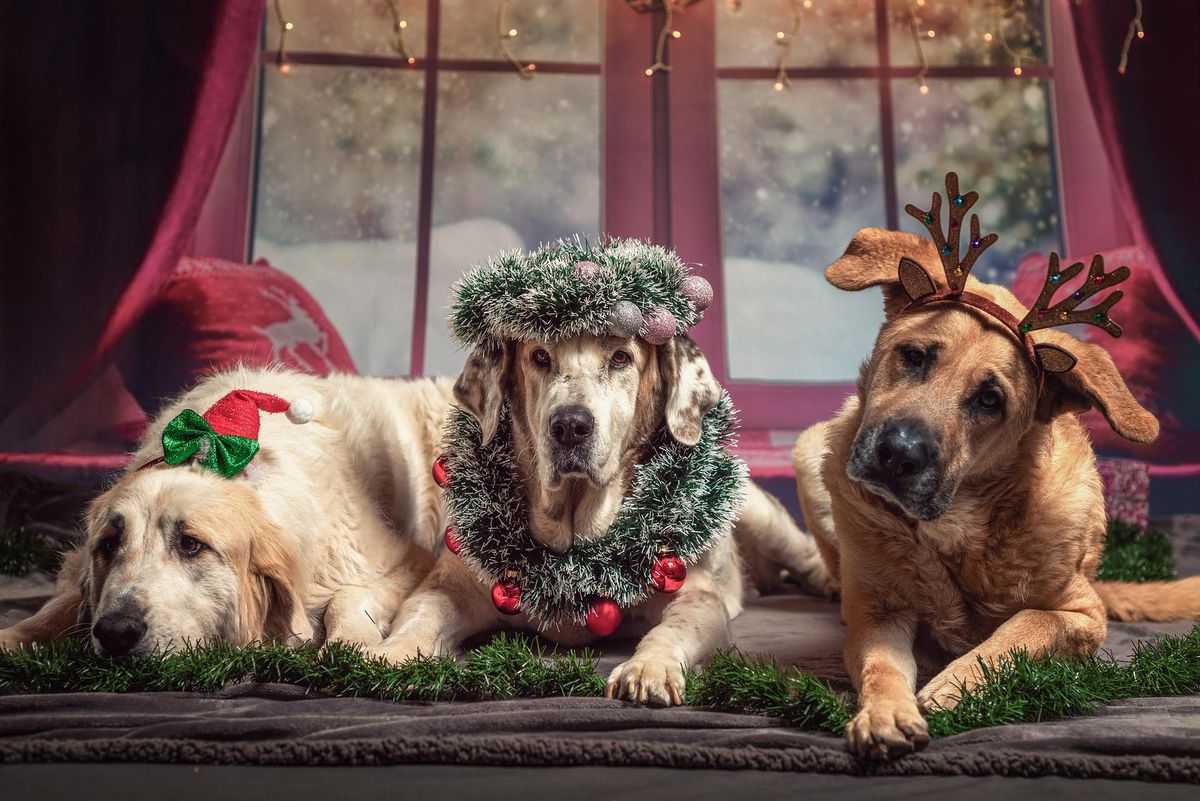 Weihnachtliches (P)Fotoshooting