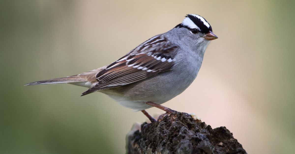 Great Backyard Bird Count