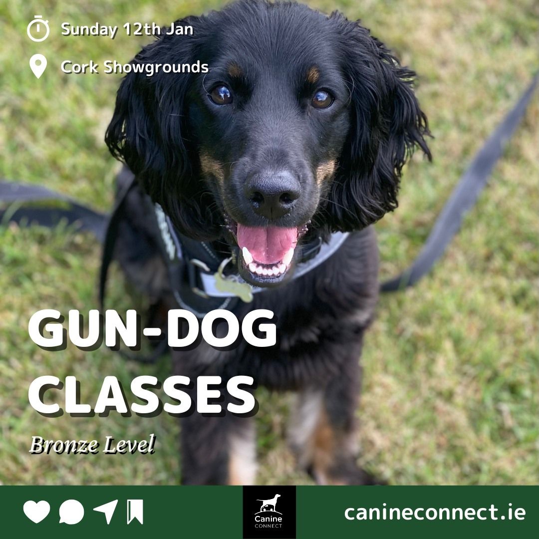 Gun-Dog Class (Bronze)