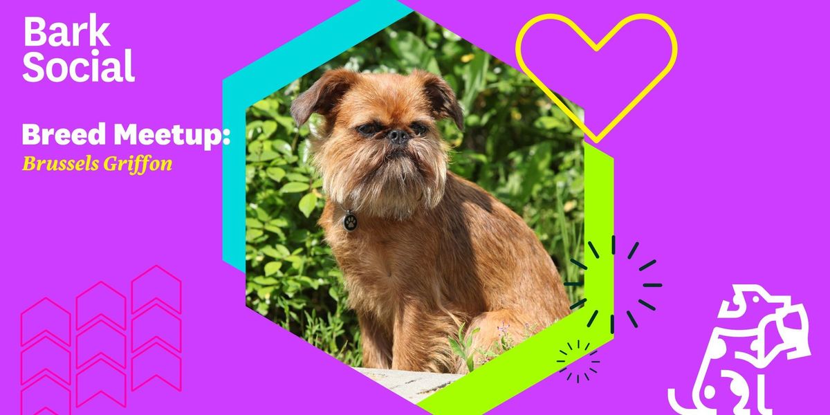 Breed Meetup: Brussels Griffon!